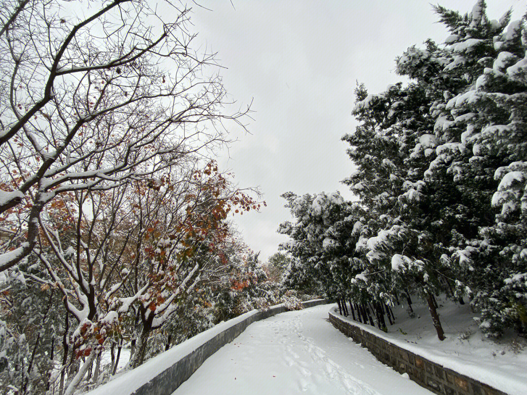 济南雪舞纷飞，冬日浪漫邂逅的序曲