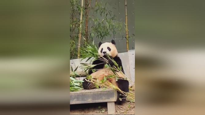 福宝吃播美食之旅新篇章开启！