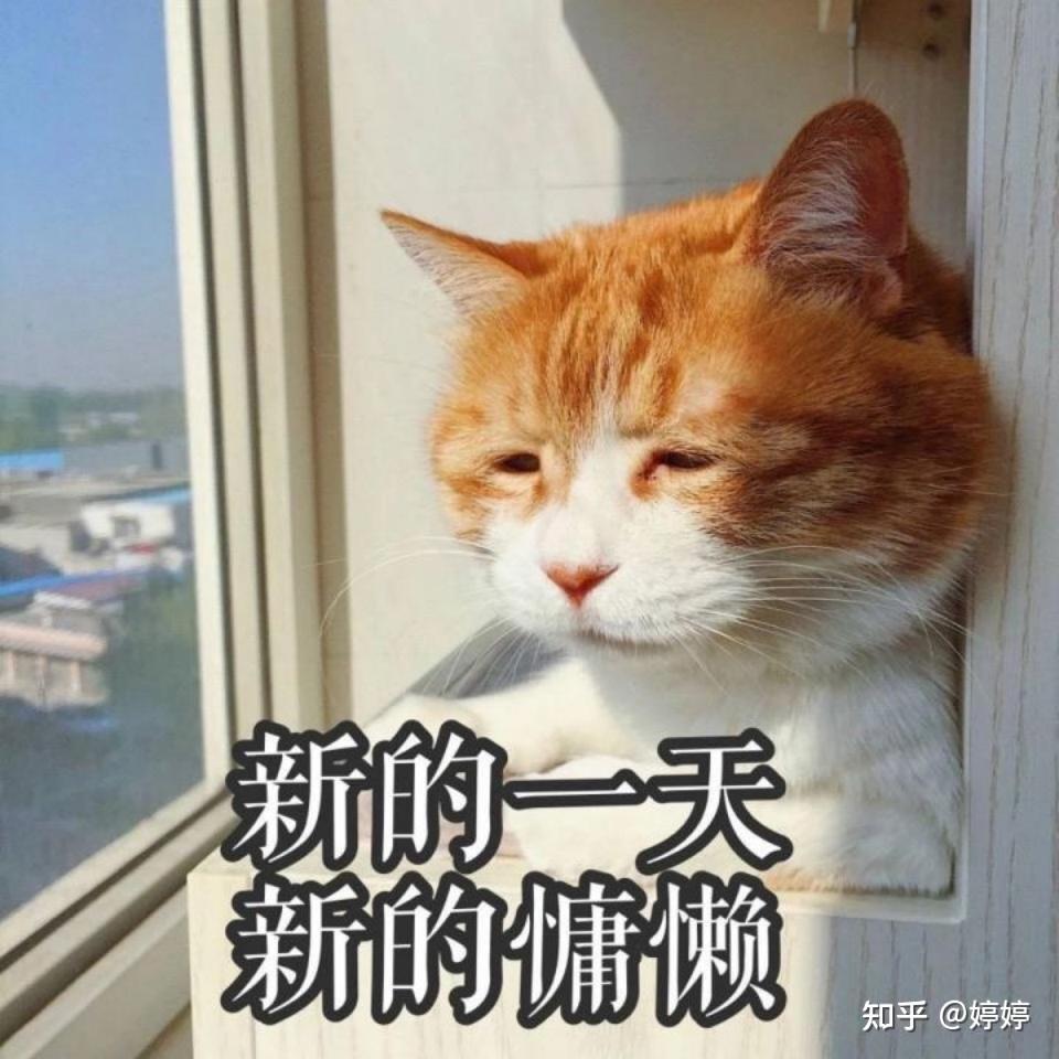 猫咪人脸表情包，萌宠背后的情感交流魅力