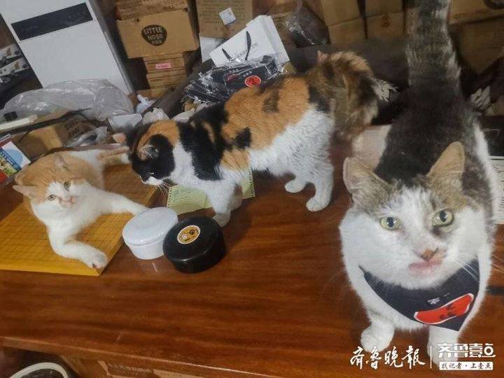 巨额猫贷引发纠纷，领养者拒付贷款被诉诸法律