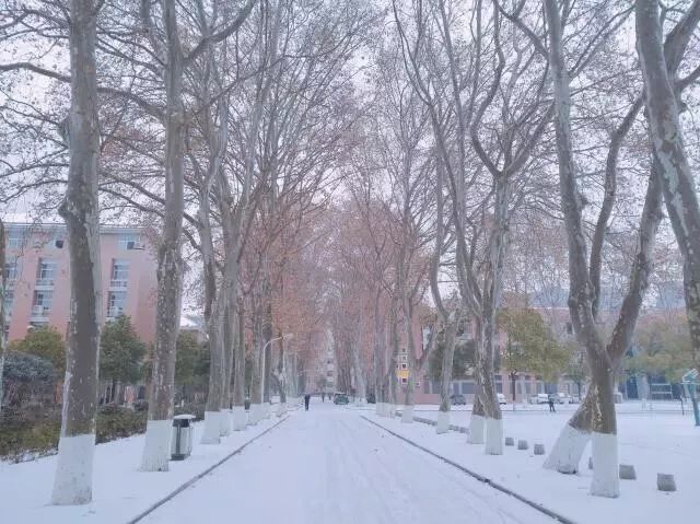 武汉雪落纷飞，冬日惊喜与独特体验之旅