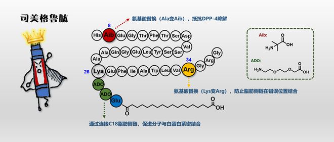 司美格鲁肽原理深度解析