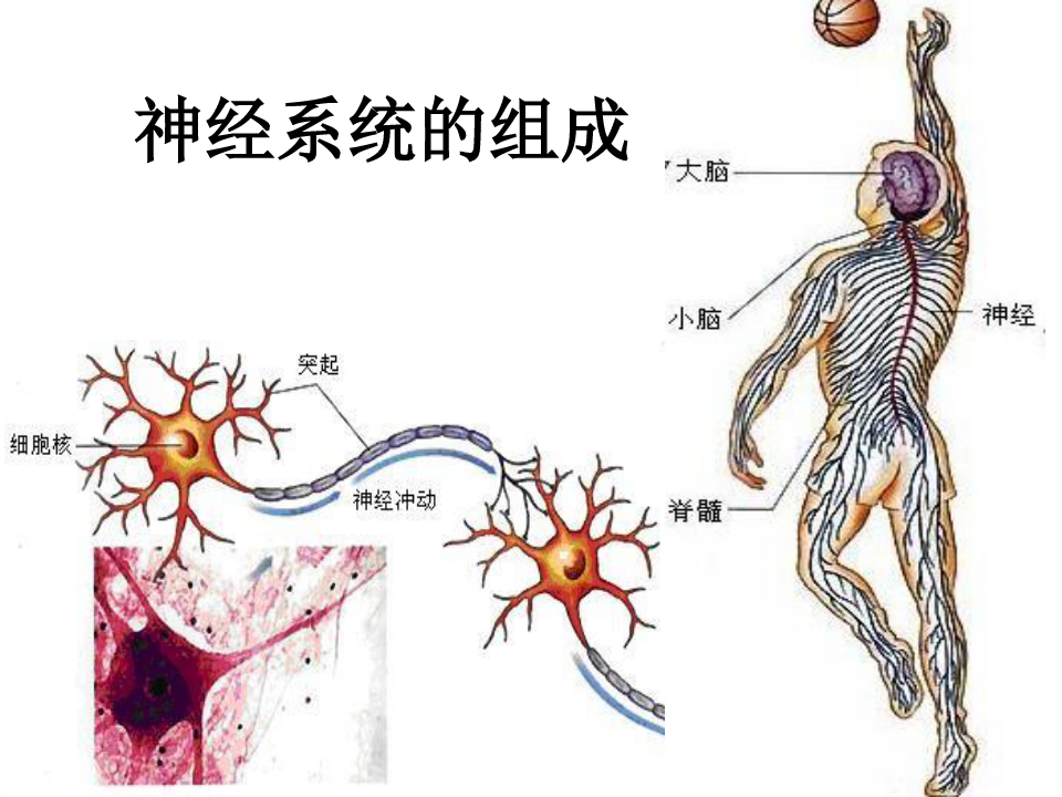 神经系统疾病的探索、理解与治疗之道