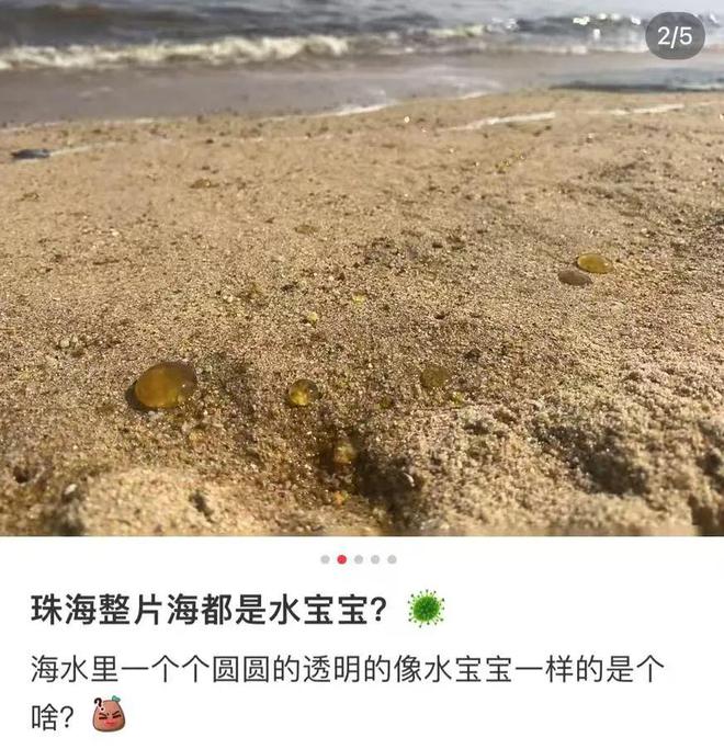 海洋新现象揭秘，多地海边神秘爆爆珠现象探索