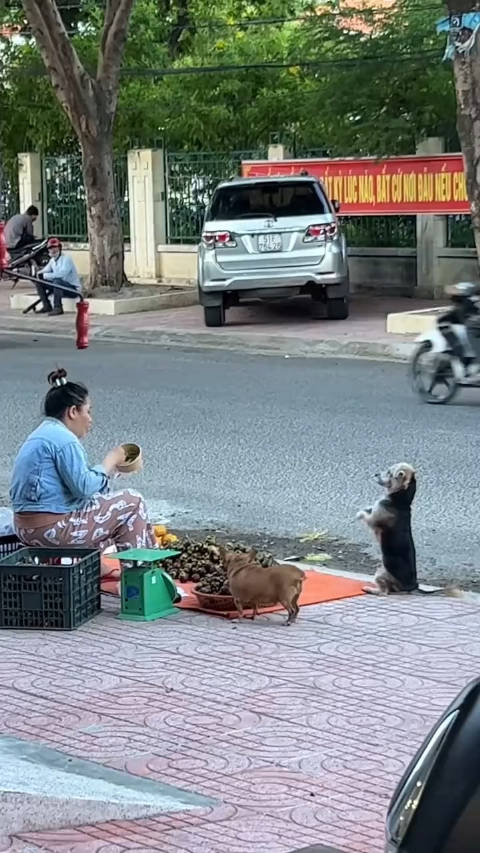 狗妈妈凌晨摊前乞食，无言的坚守展现生命温情