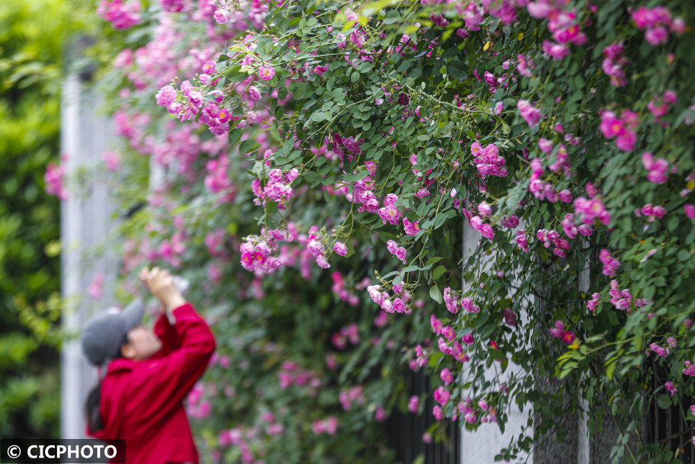 探寻生命之美与时光之韵，一路繁花中的七分钟窒息之旅