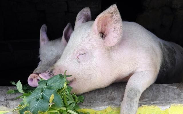 猪肉销售中的透明度问题，商户揭露打针事件引发消费者权益思考