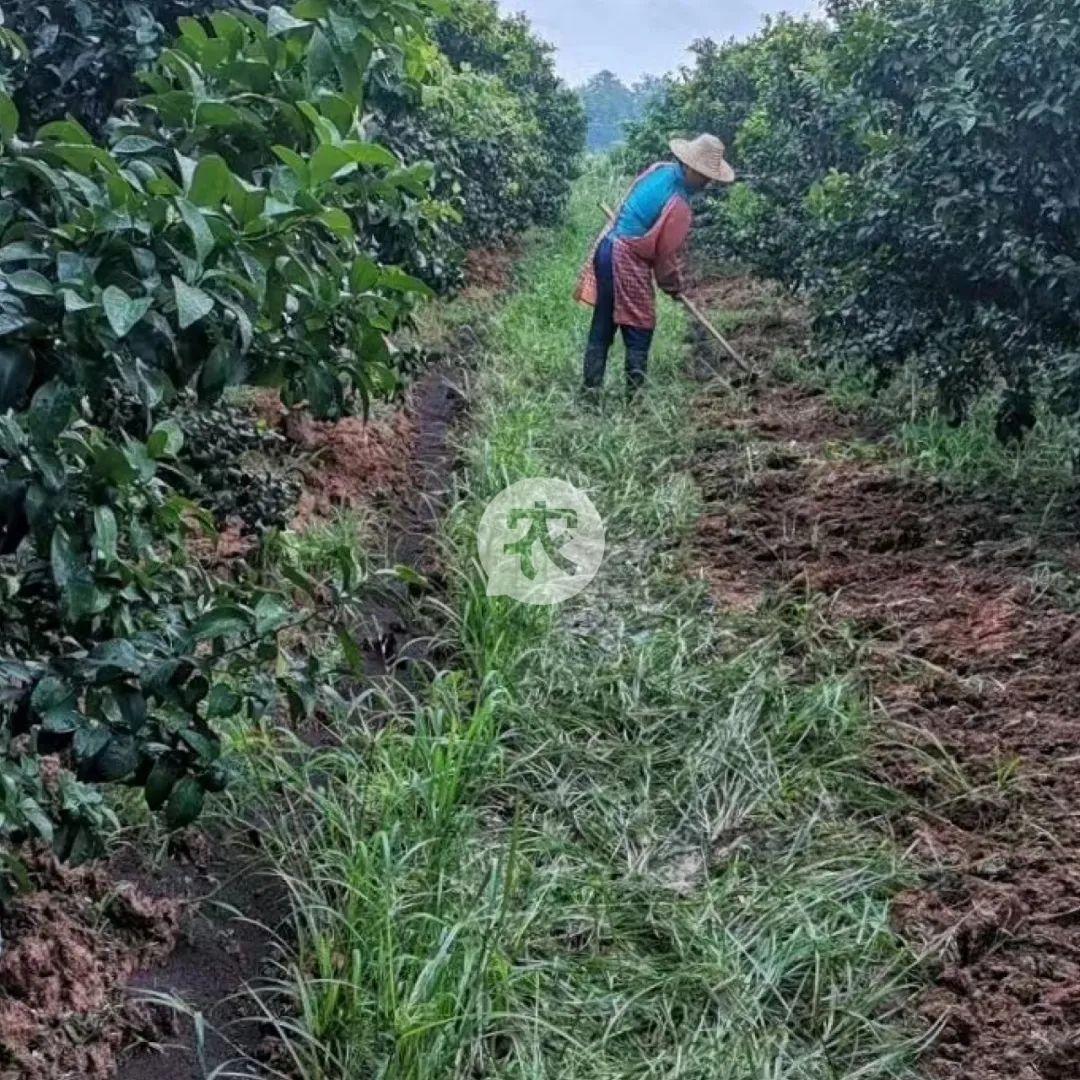 网传柑橘类使用退酸剂真相与健康影响探究