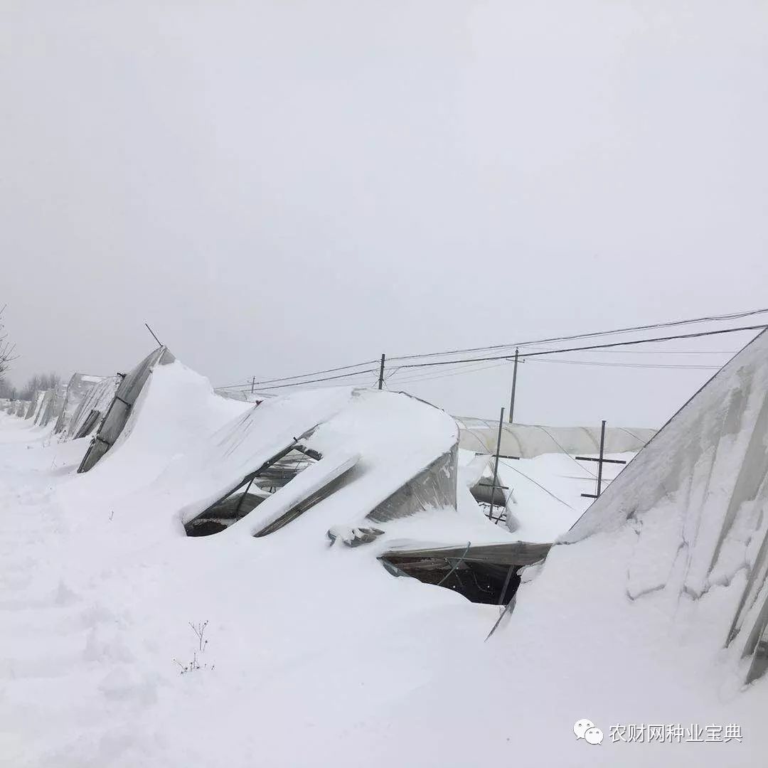 雪夜大棚崩塌，生死瞬间的惊魂之夜