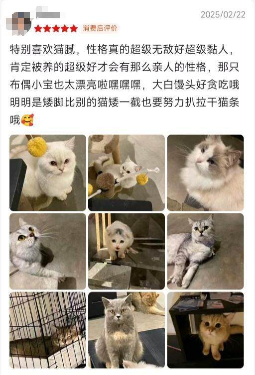 广东独特咖啡店，猫咪才艺展示，铃音魅力招揽顾客