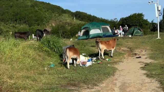 女子露营烧烤遭遇牛群突袭，惊险瞬间！