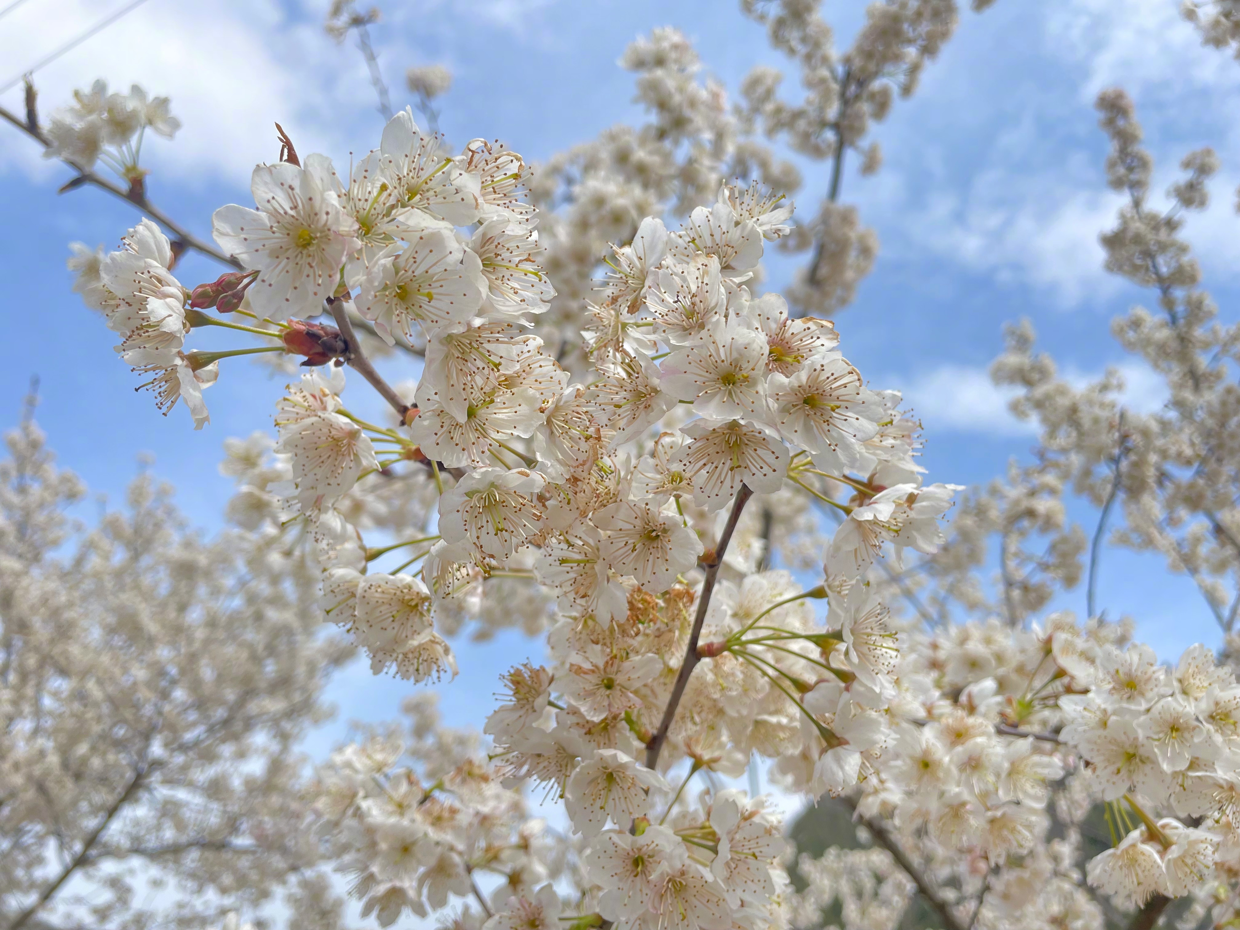 花开神州春意浓