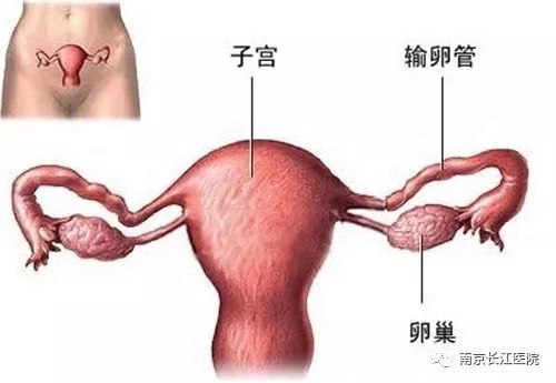 女生做了人工阴道后仍感染HPV