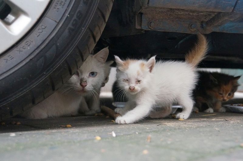 流浪猫8天抓咬3名路人投喂者被诉