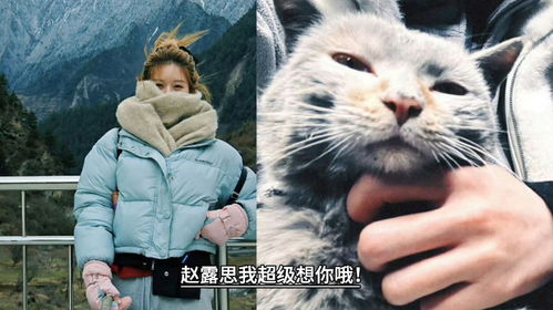 赵露思小猫咪能否靠近炭火？宠物猫与炭火相处的安全解析